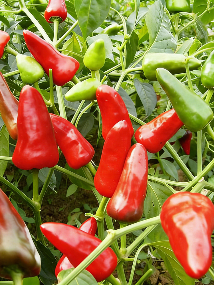 Mini Red Sweet Pepper