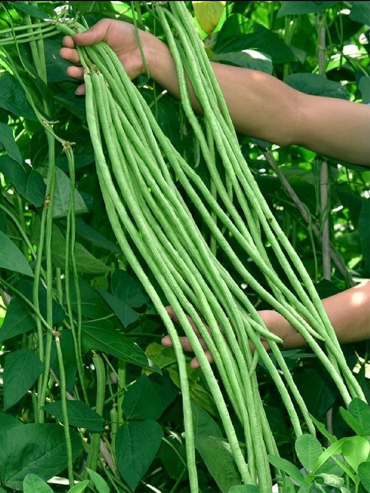 Small-Leaf High-Yield No.4 Long Bean
