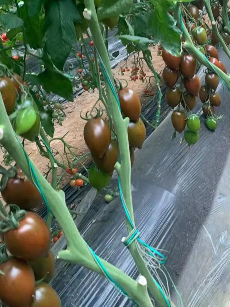 Purple Roman Tomato