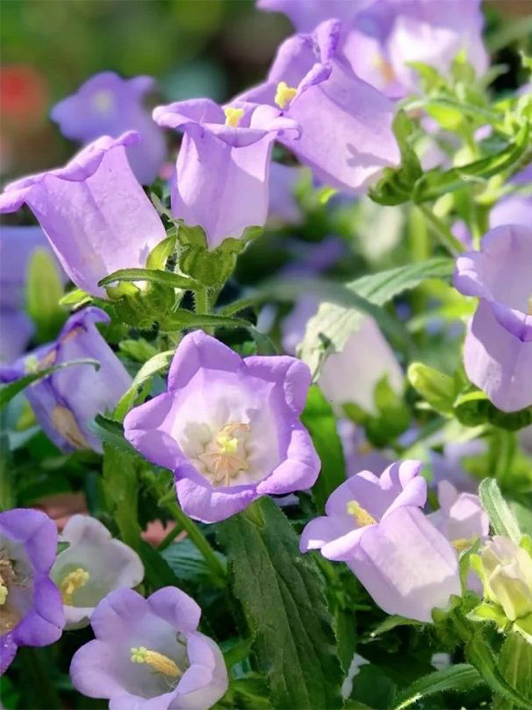 Hezhichun Mixed Color Canterbury Bells