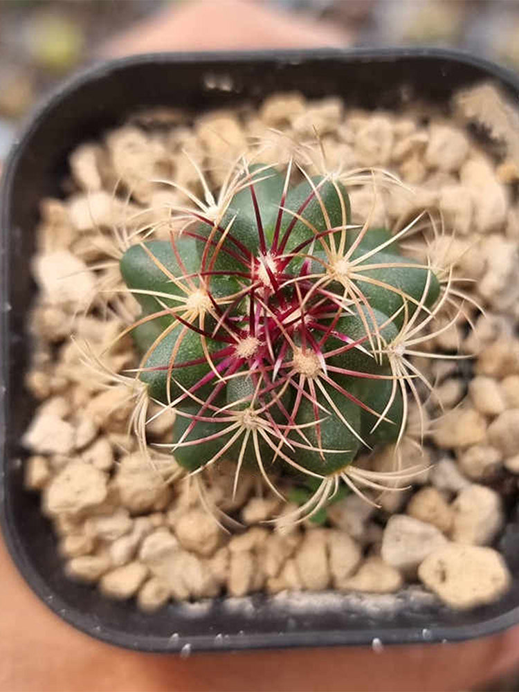 Thelocactus bicolor