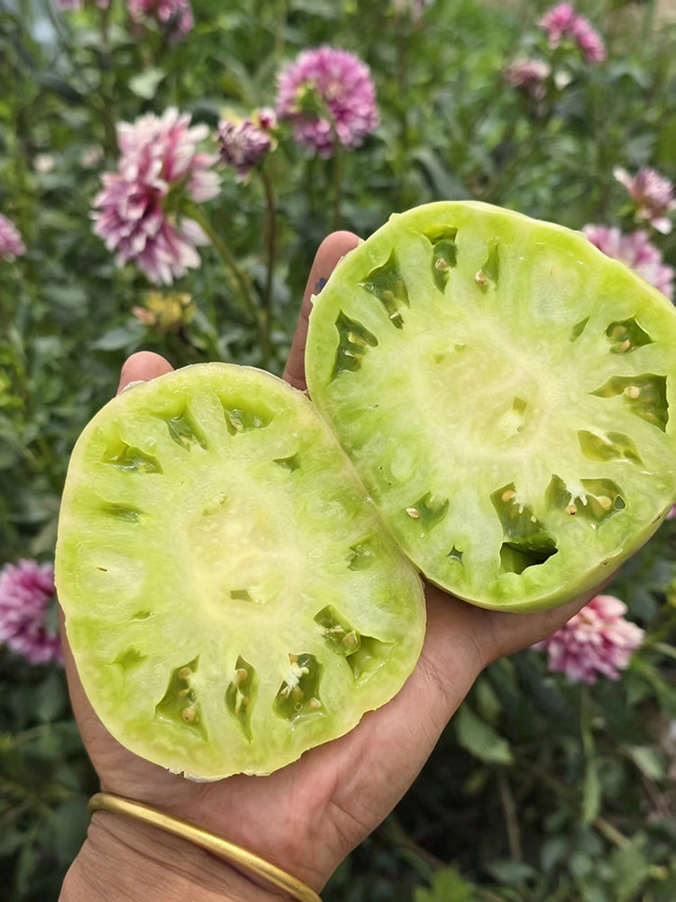 1057 Cherokee Purple x Marian's World Tomato