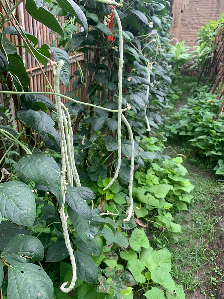 'Jiemei' Glossy White Long Bean
