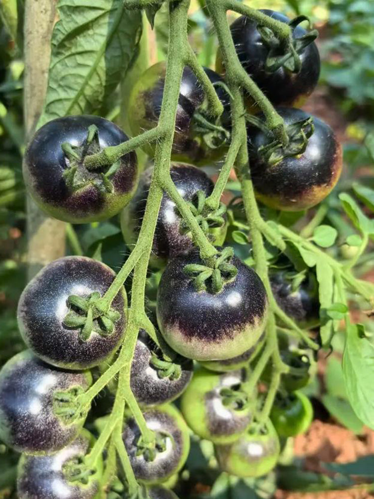 Black Enchantress Fruit Tomato