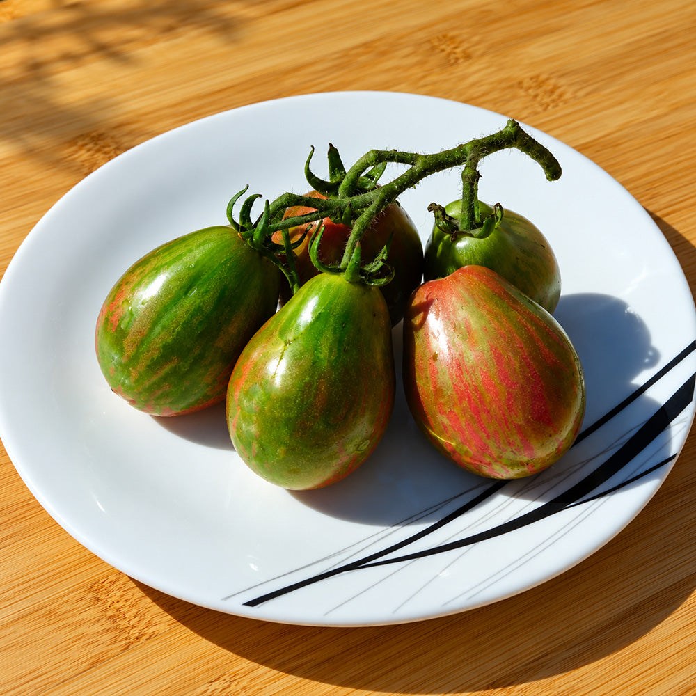 363 Dwarf Maritime Bells Tomato