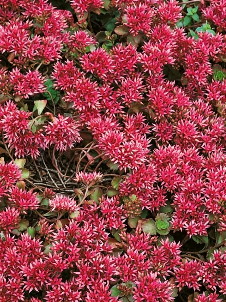 'Summer Glory' Stonecrop