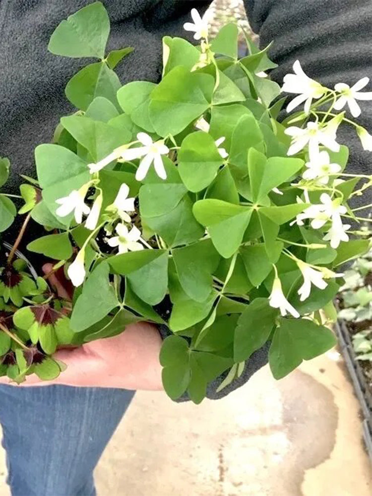 Oxalis triangularis Green
