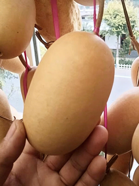 'Little Winter Melon' Gourd