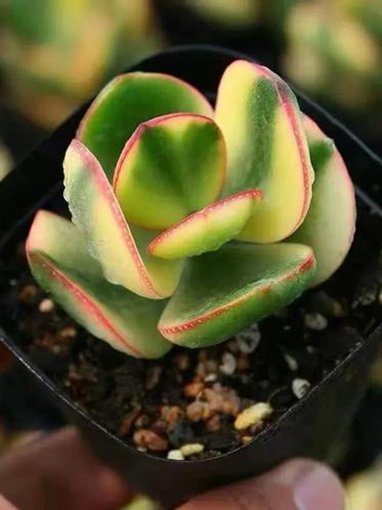 Crassula Ovata Variegated 6.0