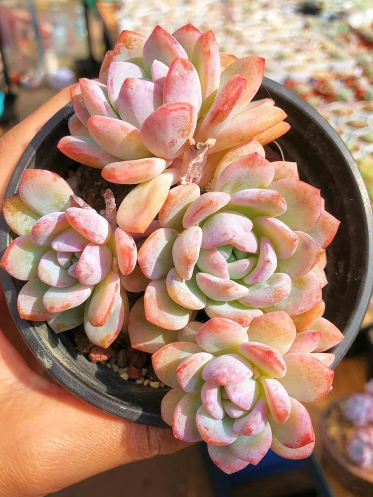Echeveria cv. 'Snow of Dreams'