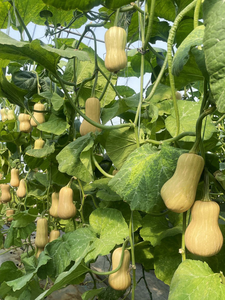 Cream Pumpkins