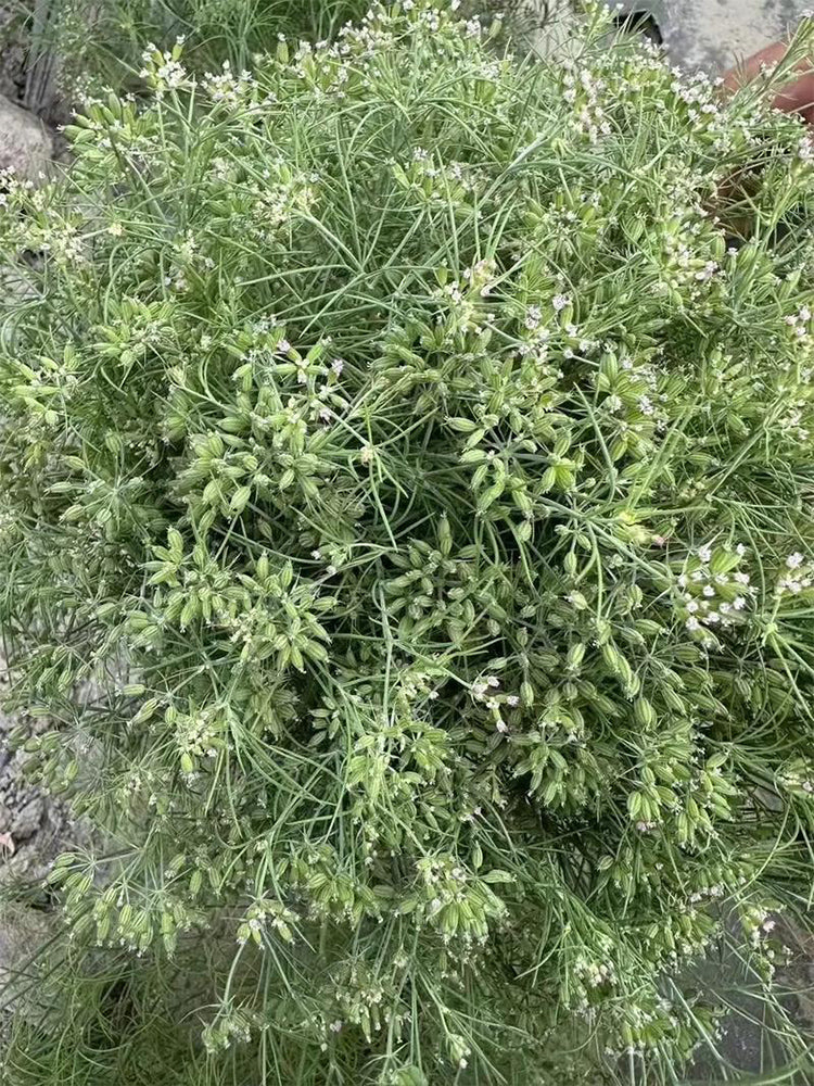 Cumin