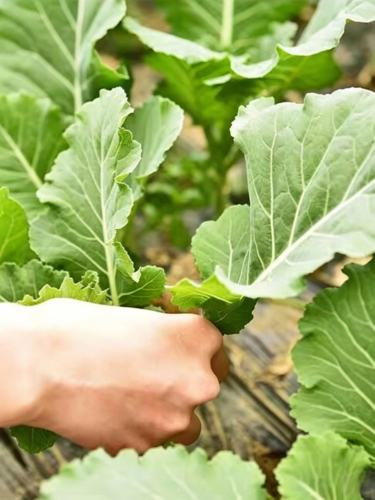 Yuanfeng Leaf Cabbage Hybrid