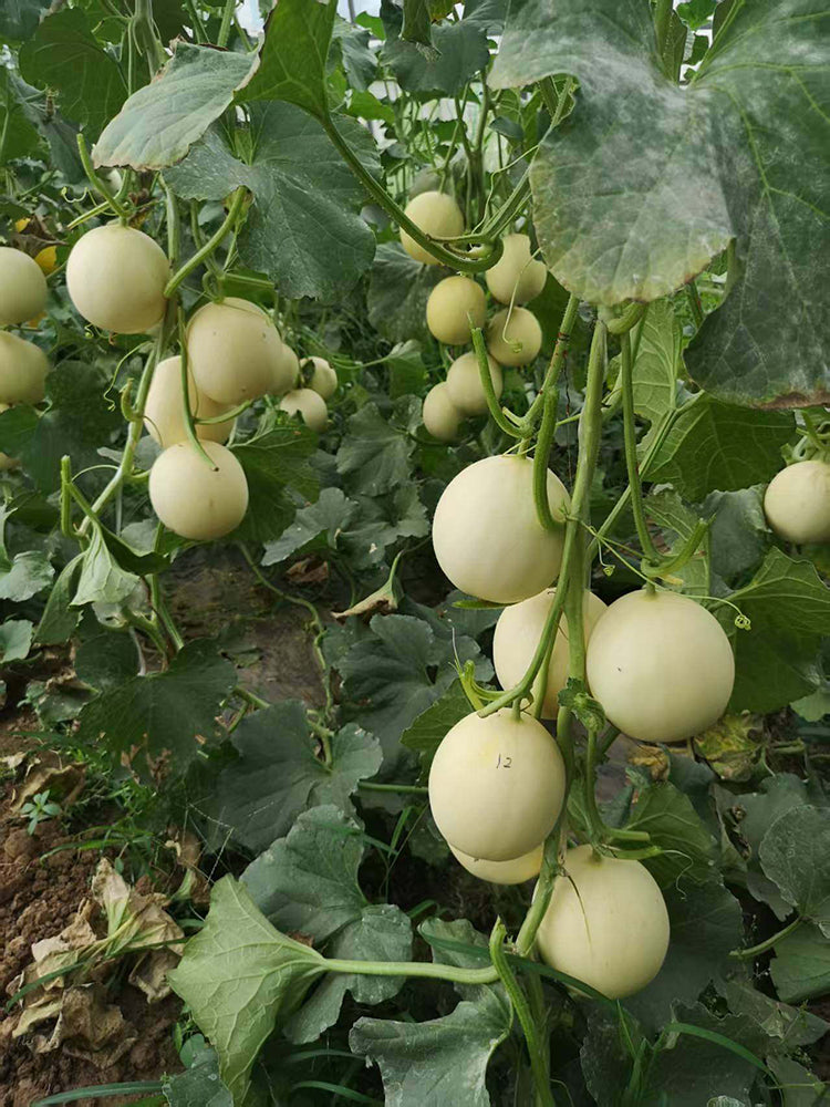 Caidu Jinyu No. 12 Muskmelon