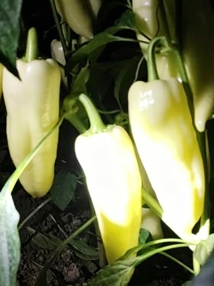 Specialty White Chili Pepper