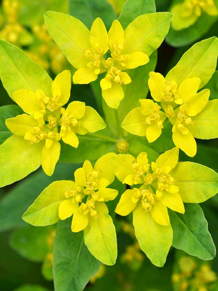 Cushion Spurge