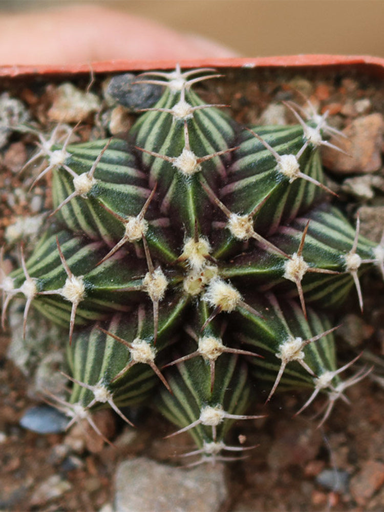 Gymnocalycium hybrid 'Rib Peony'