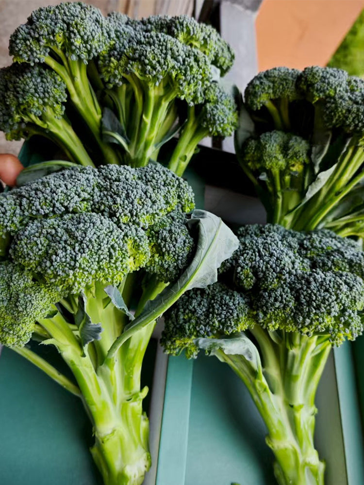 Green Sprouting Broccoli No.2 Hybrid
