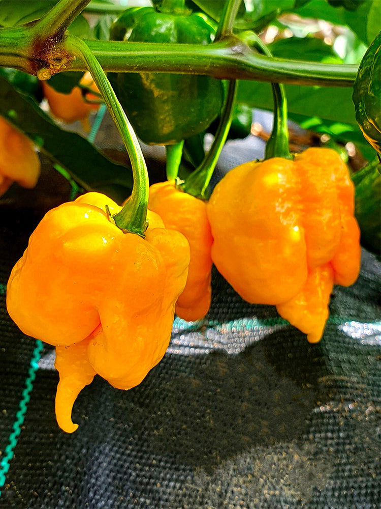 Yellow Carolina Reaper Pepper