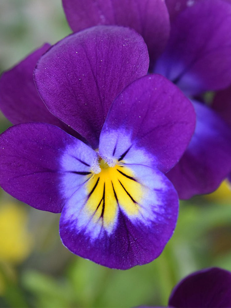Hezhichun Pansy 'Ziyan'