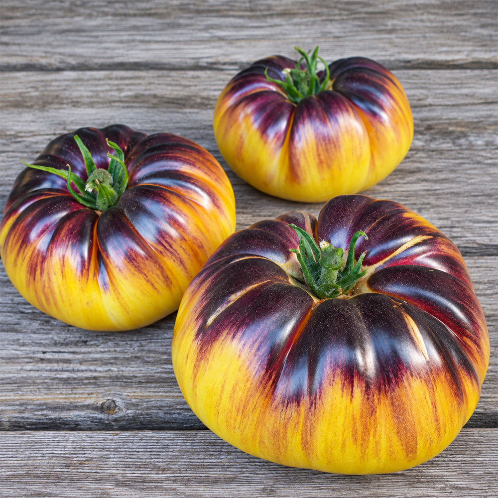 87 Sart Roloise Tomato