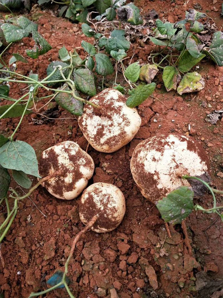 Yam Bean (Pachyrhizus erosus)