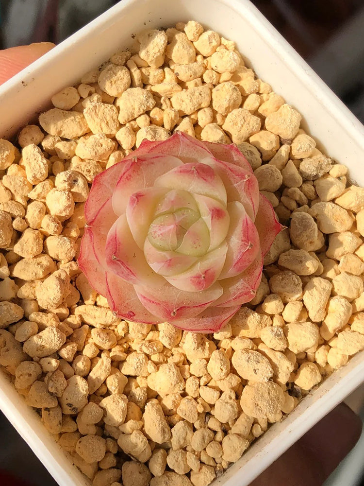 Echeveria cv. 'Pandora Queen'