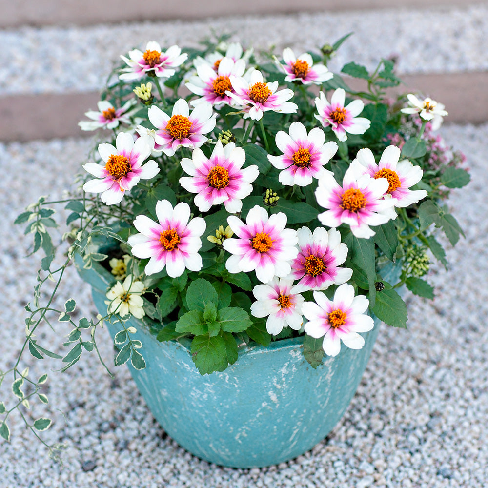 W1343 Zahara Starlight Rose Zinnia