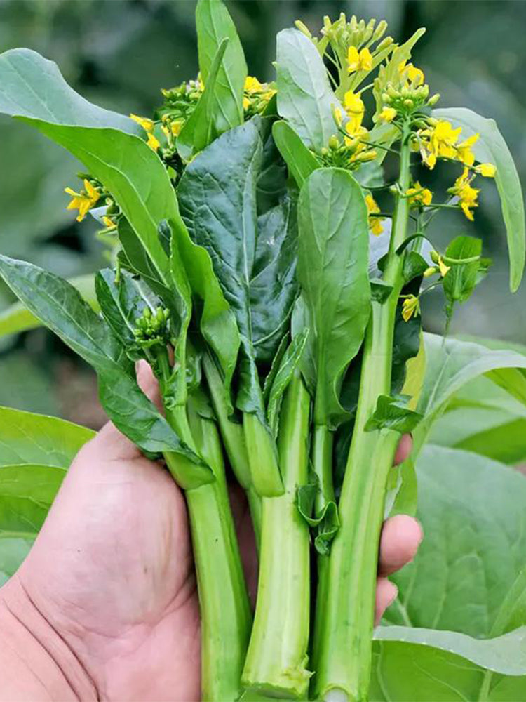 'Sijiu' No-Fiber Pointed-Leaf Choy Sum