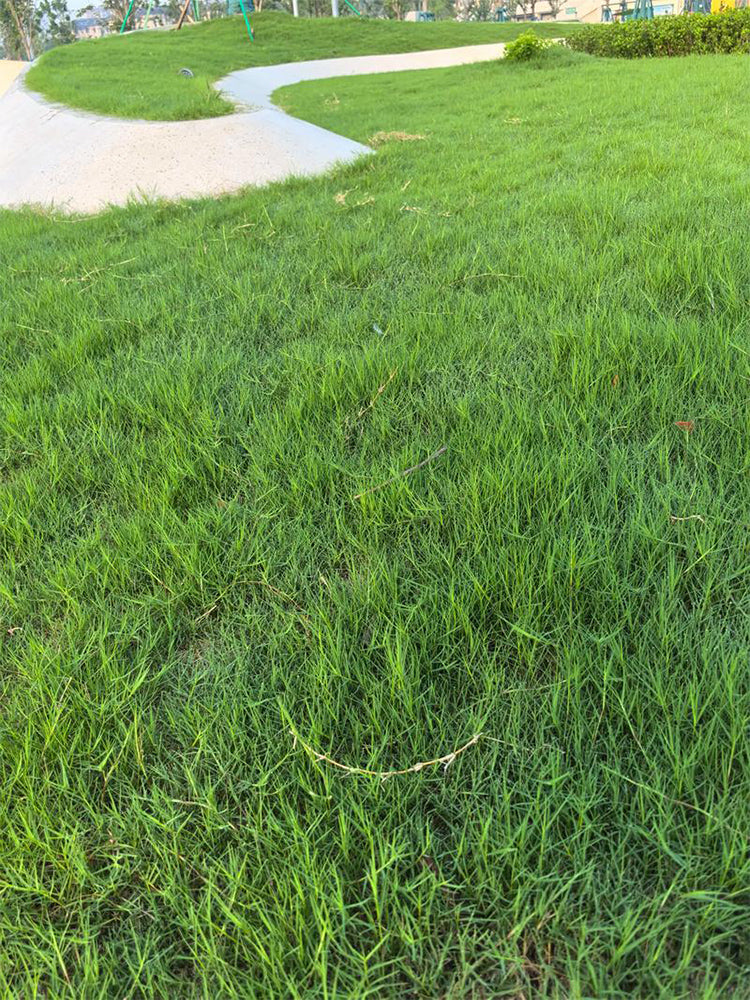 Festuca arundinacea 'Rebel V BT'