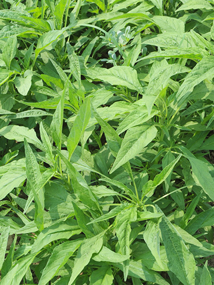 Willow-Leaf Amaranth