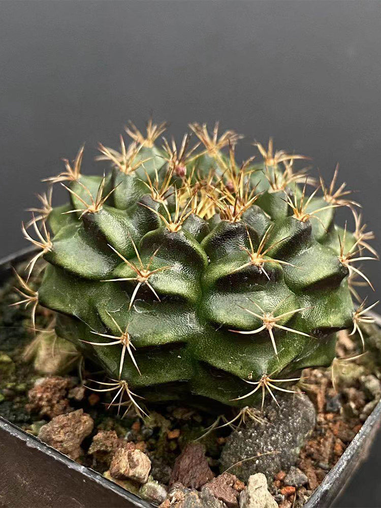 'Lishe Peony' Live Cactus