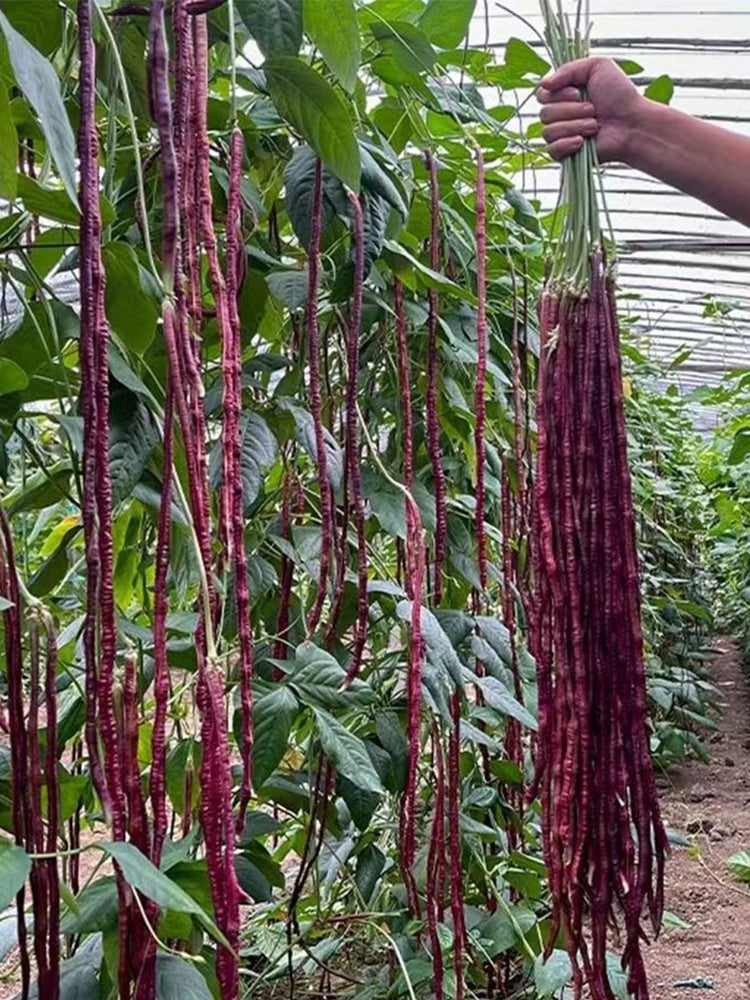 Spring-Autumn Red Cowpea