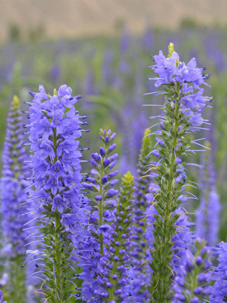 Hezhichun Spiked Speedwell