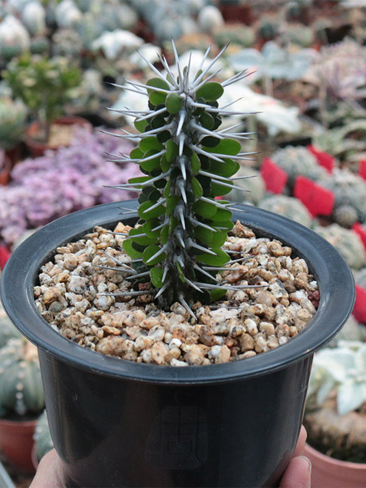 Alluaudia montagnacii