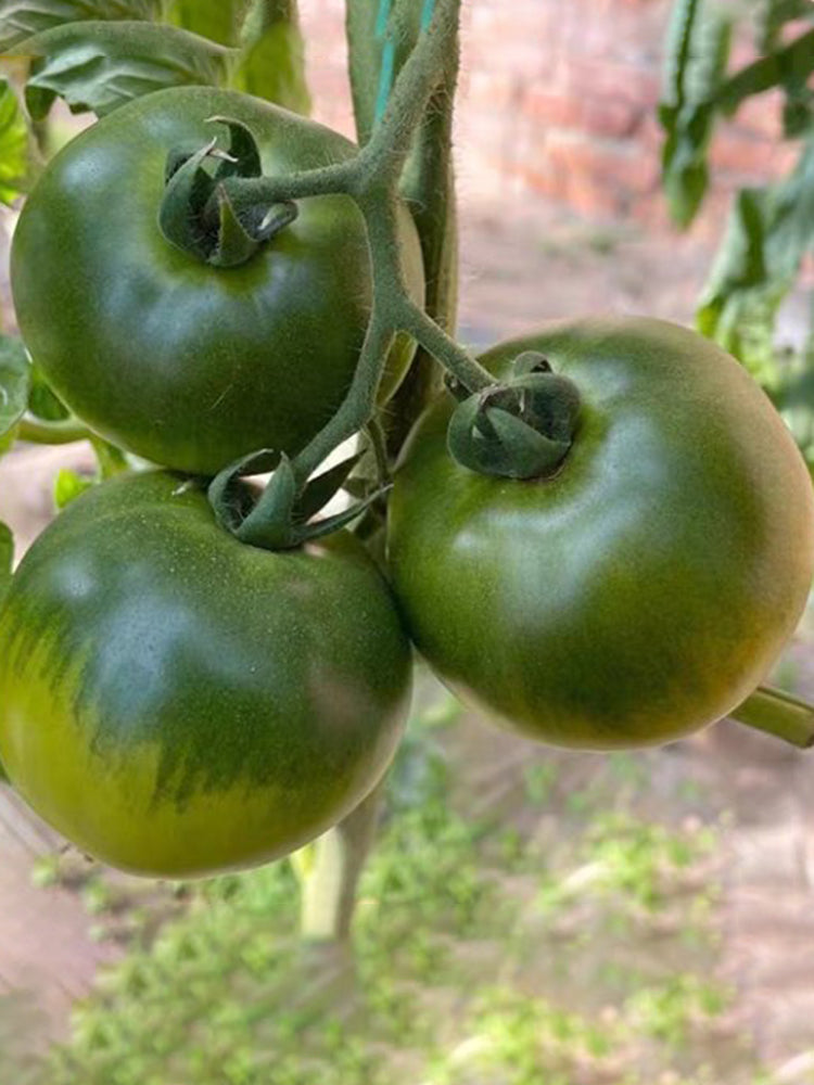 'Strawberry' Tomato