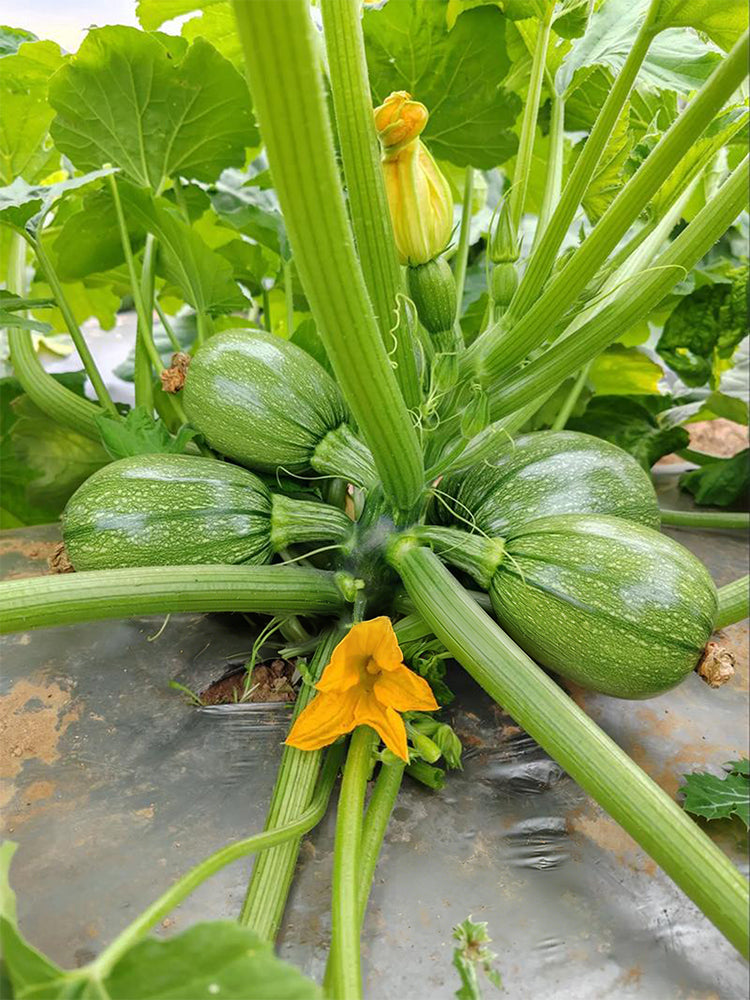 Bush Zucchini