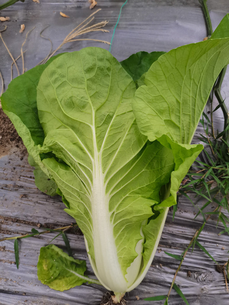 Jinmei 898 Pak Choi