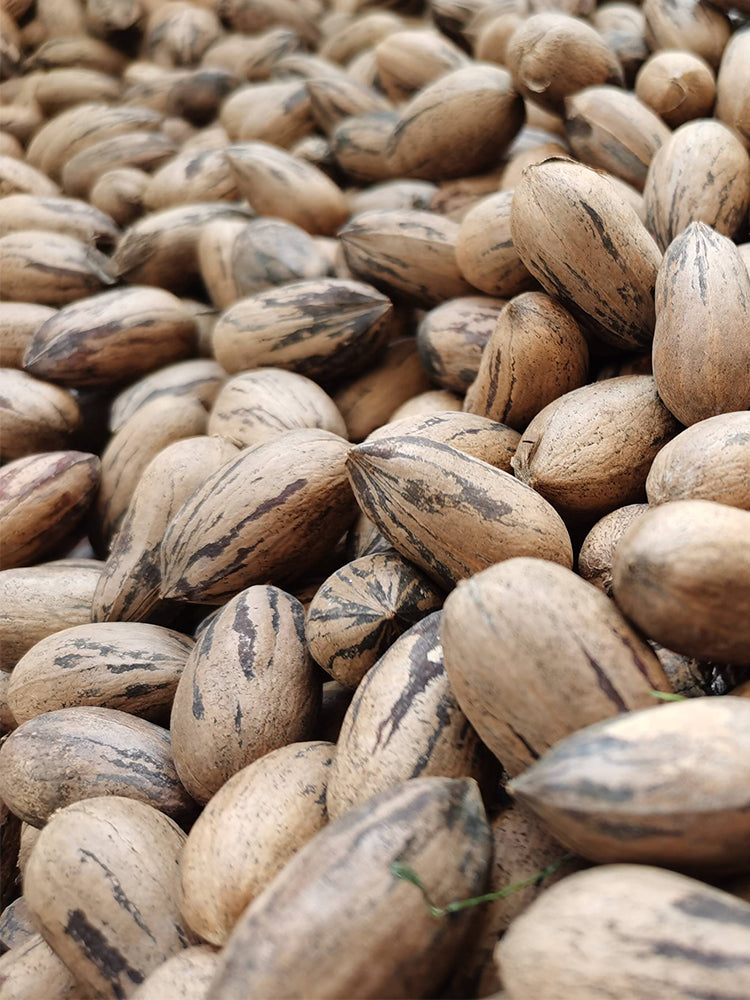 Pecan