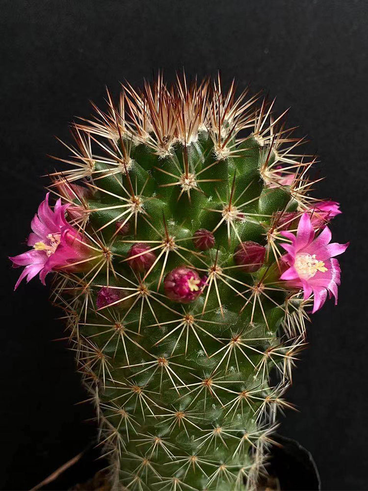 Mammillaria spinosissima