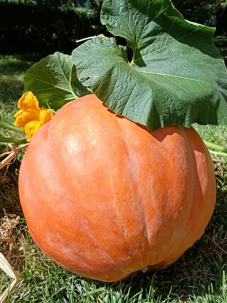 Extra Large Giant Pumpkin