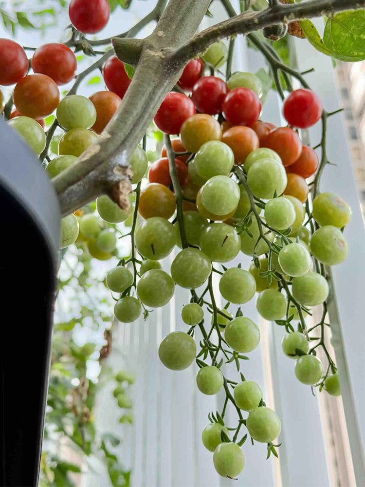 Sweet Aperitif Tomato