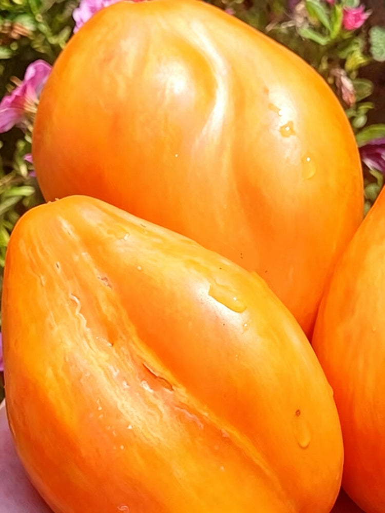 1110 Honey Passion F6 Tomato
