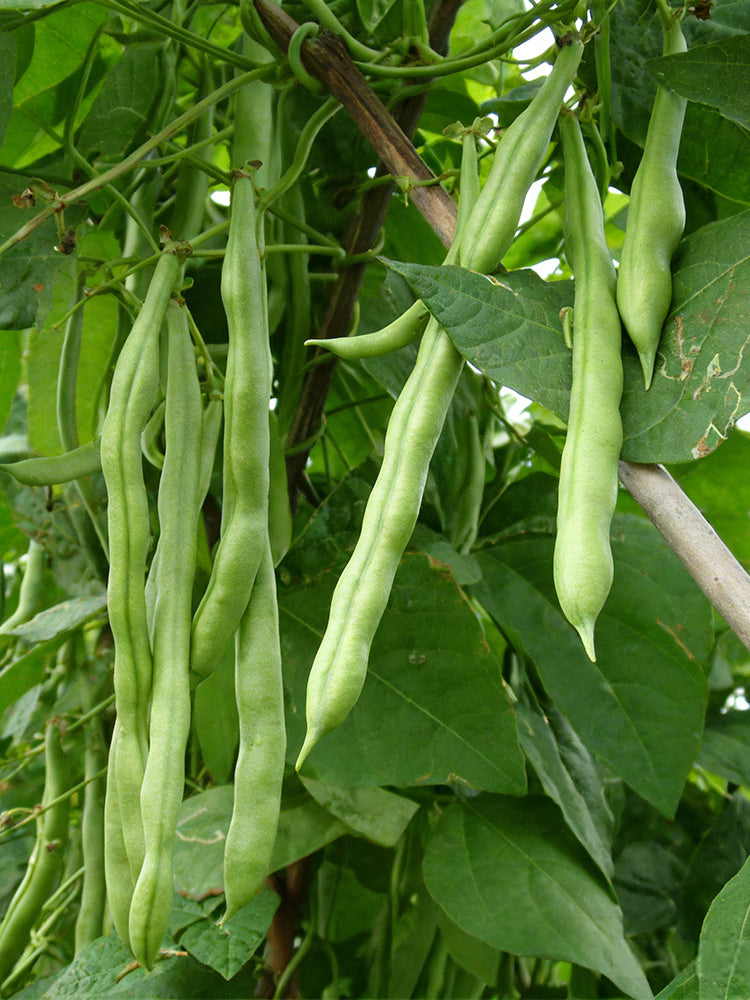 'Shuangqing No.38' Green Bean