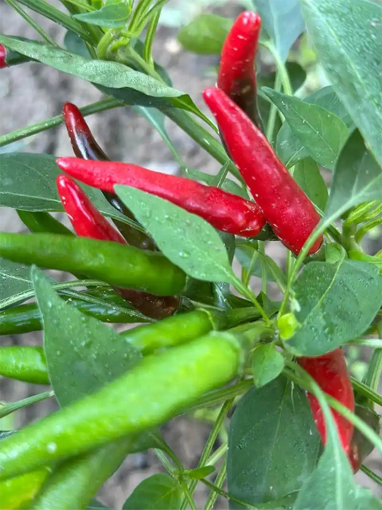 Tasty Upward-Growing Chili Peppers