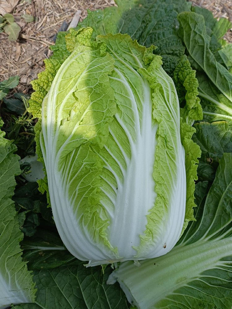 Double Season Golden Inlaid Jade Cabbage