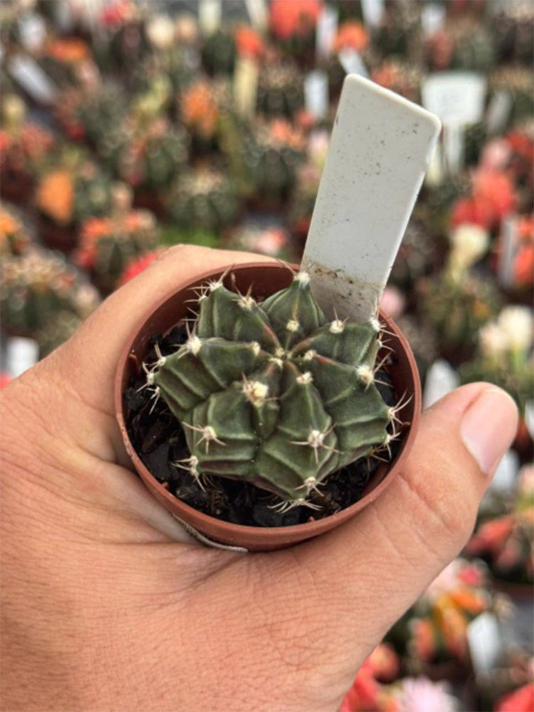 'Ruiyun Peony' Live Cactus
