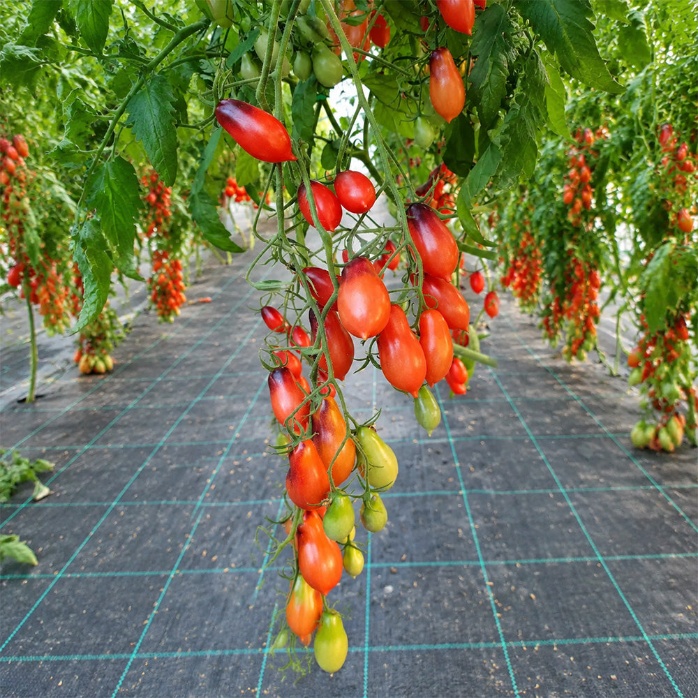 312 Marchenfee Fairytale Fairy Tomato
