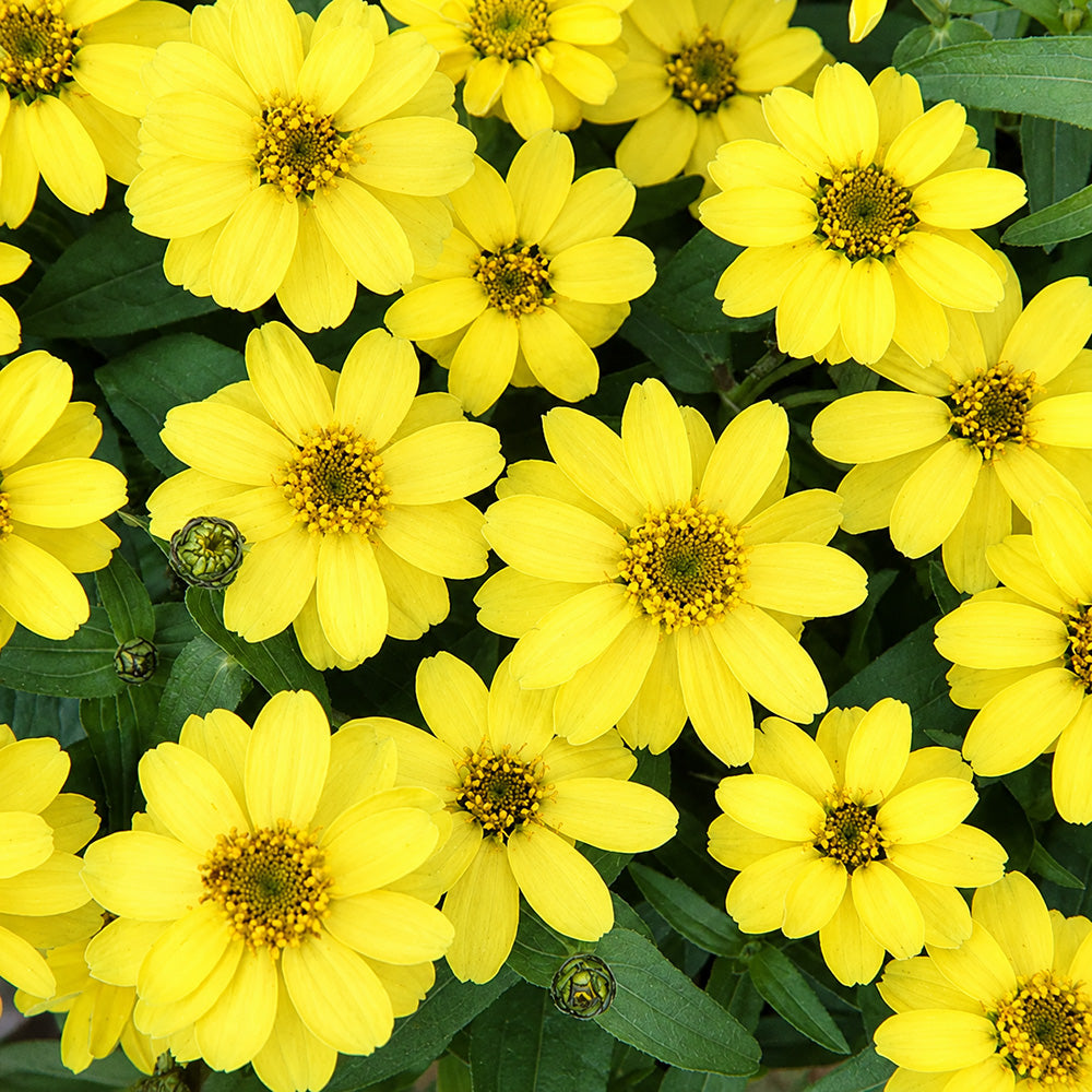 W1344 Zahara Yellow Zinnia