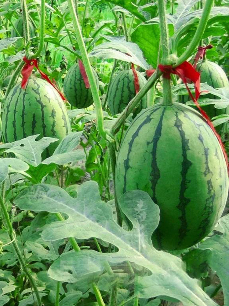 'Crimson Jewel' Red Flesh Watermelon